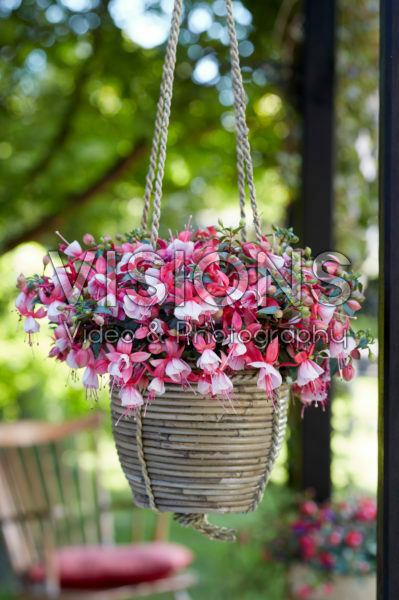 Bella Fuchsia® Hilda *