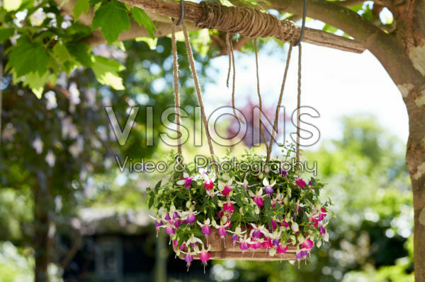 Bella Fuchsia® Nora * 