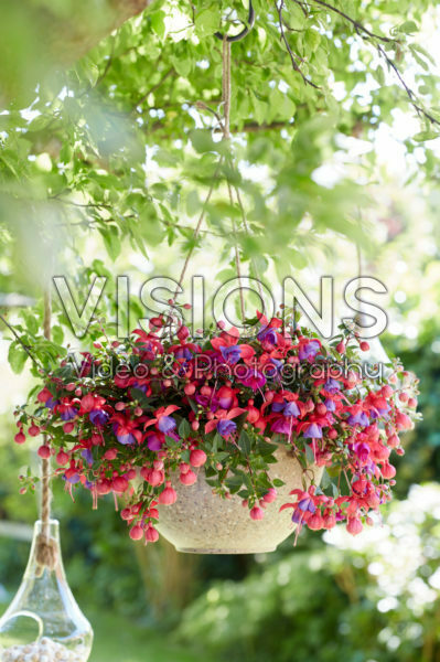 Bella Fuchsia® Maria *