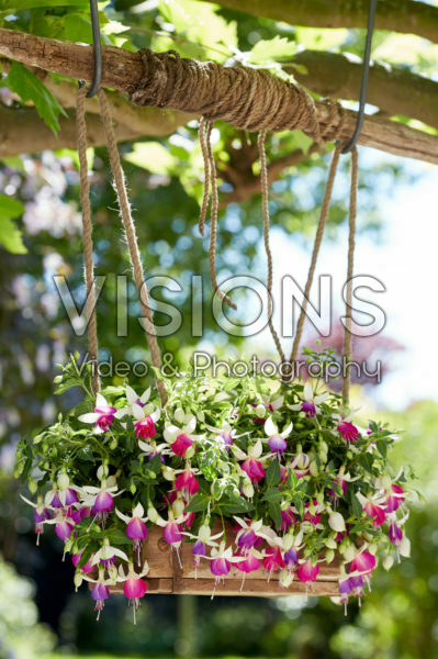 Bella Fuchsia® Nora * 