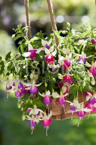 Bella Fuchsia® Nora * 