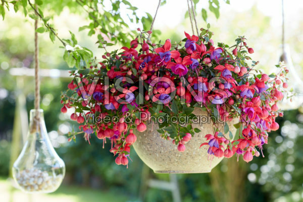 Bella Fuchsia® Maria *