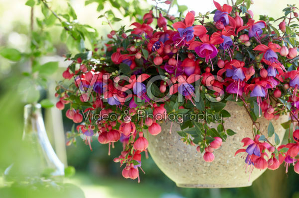 Bella Fuchsia® Maria *