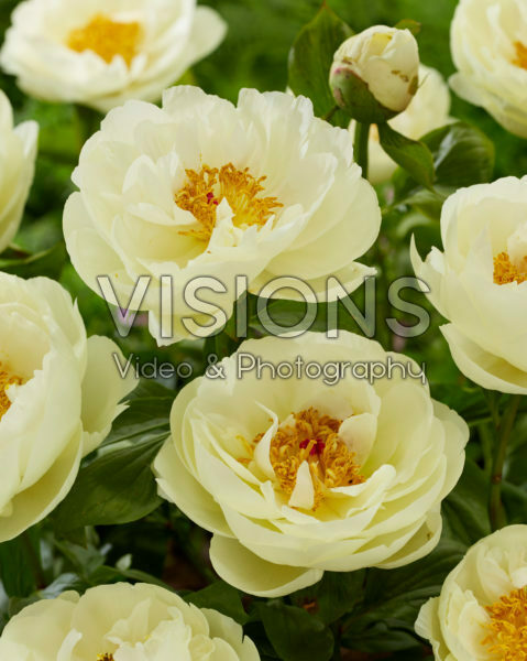 Paeonia Lemon Chiffon