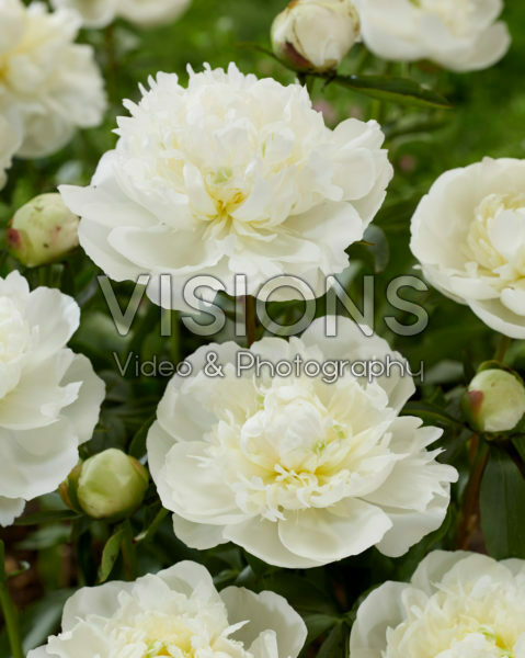 Paeonia Duchesse de Nemours Paeonia Duchesse de Nemours