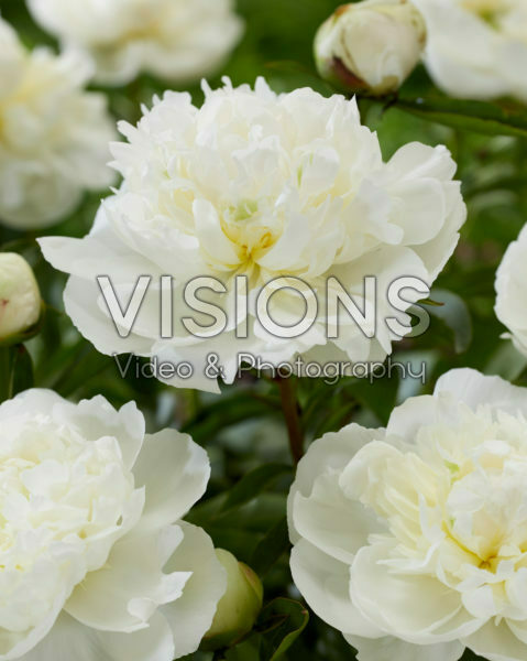 Paeonia Duchesse de Nemours Paeonia Duchesse de Nemours