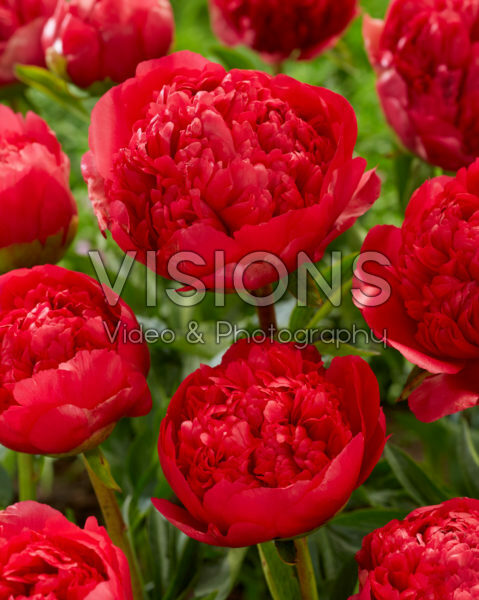 Paeonia Command Performance Paeonia Command Performance