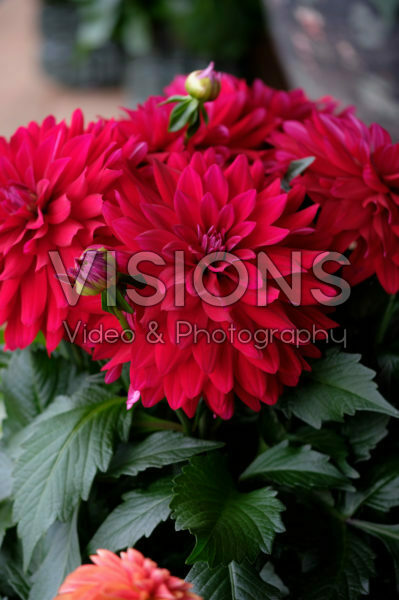 Dahlia LaBella® Dahlia LaBella®