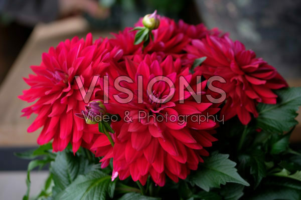 Dahlia LaBella® Dahlia LaBella®