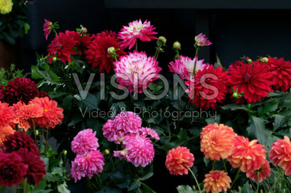 Dahlia LaBella® gemengd Dahlia LaBella® gemengd