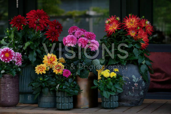 Dahlia LaBella® mixed Dahlia LaBella® mixed