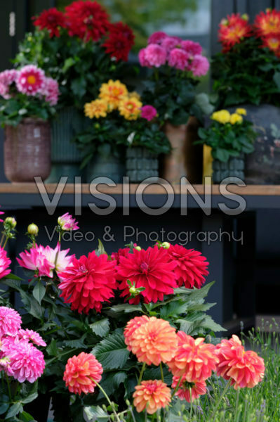 Dahlia LaBella® mixed Dahlia LaBella® mixed