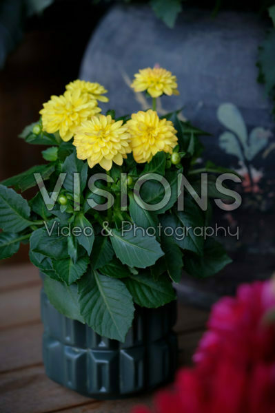 Dahlia LaBella® Piccolo