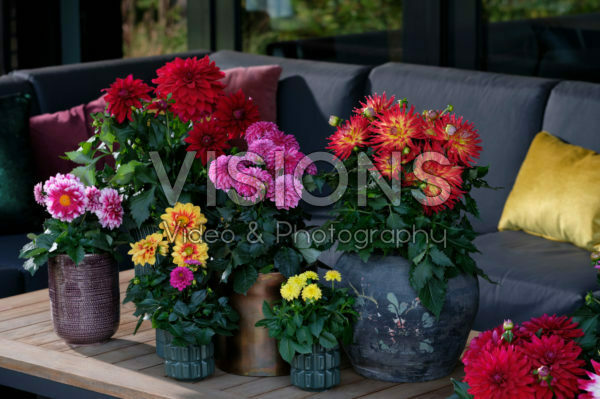 Dahlia LaBella® gemengd Dahlia LaBella® gemengd