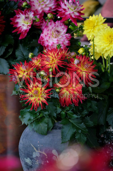 Dahlia LaBella® gemengd Dahlia LaBella® gemengd
