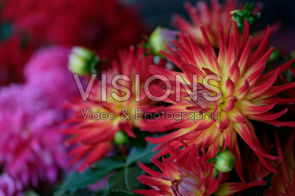 Dahlia LaBella® Dahlia LaBella®