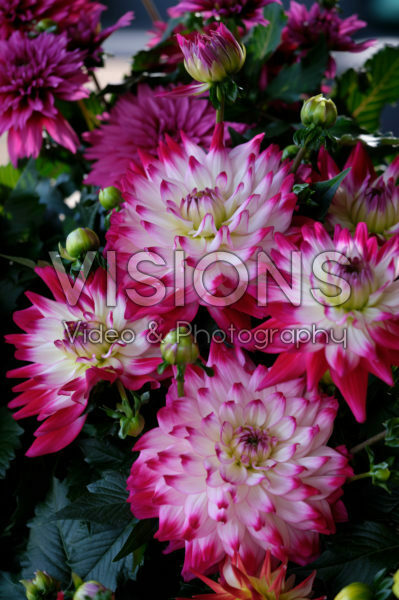 Dahlia LaBella® Maggiore Rose Bicolour Dahlia LaBella® Maggiore Rose Bicolour