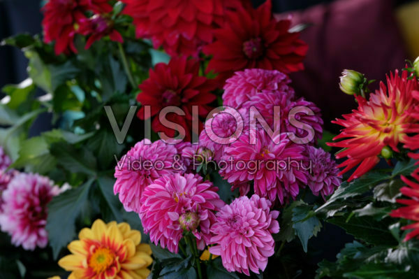 Dahlia LaBella®