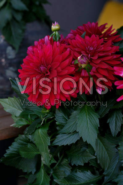 Dahlia LaBella® Dahlia LaBella®