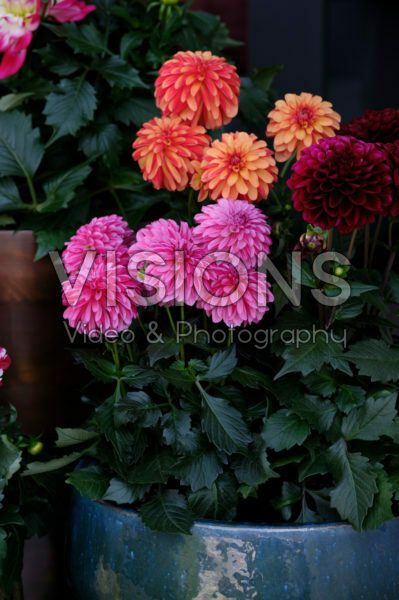 Dahlia LaBella® Dahlia LaBella®