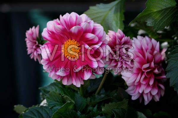 Dahlia LaBella® Medio Fun Pink Blush Dahlia LaBella® Medio Fun Pink Blush