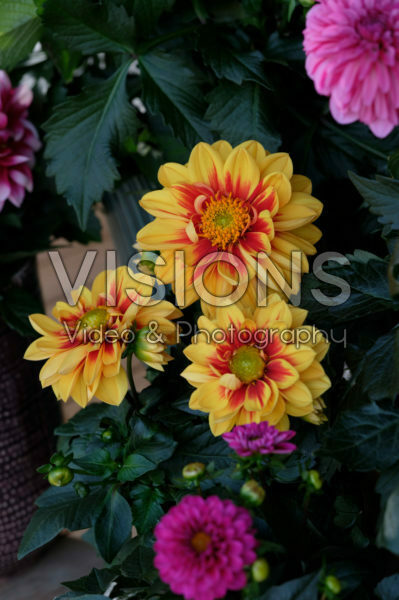 Dahlia LaBella® Medio Fun Golden Eye