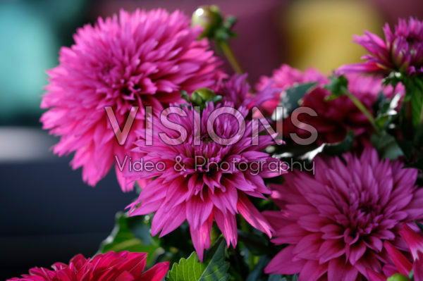 Dahlia LaBella® Maggiore Deep Rose