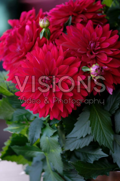 Dahlia LaBella® Maggiore Dahlia LaBella® Maggiore