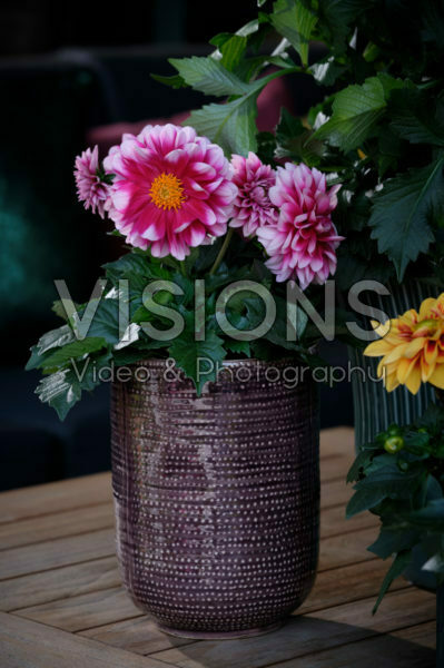 Dahlia LaBella® Medio Fun Pink Blush