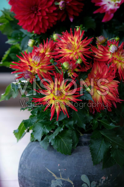 Dahlia LaBella® Maggiore Fire Dahlia LaBella® Maggiore Fire