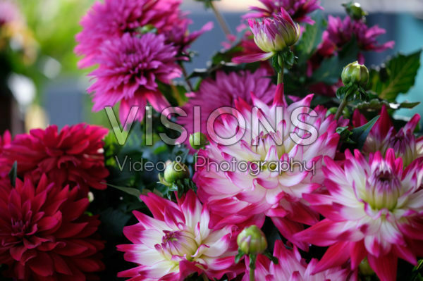 Dahlia LaBella® Maggiore Rose Bicolour Dahlia LaBella® Maggiore Rose Bicolour