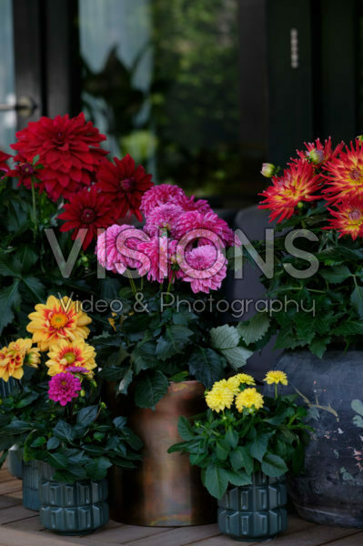 Dahlia LaBella® mixed Dahlia LaBella® mixed