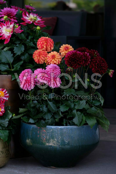 Dahlia LaBella® gemengd