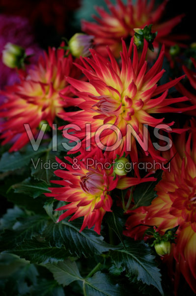 Dahlia LaBella®