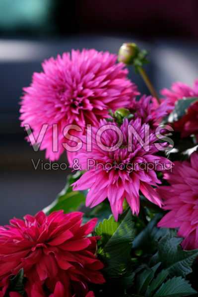 Dahlia LaBella® Maggiore Deep Rose Dahlia LaBella® Maggiore Deep Rose