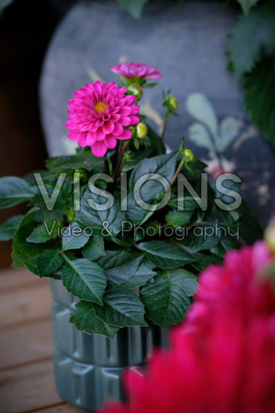 Dahlia LaBella® Piccolo