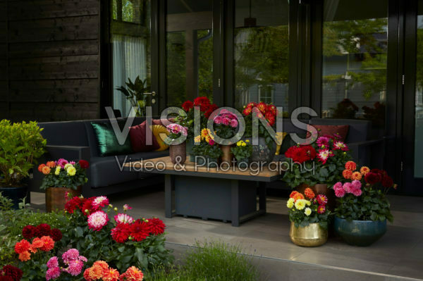 Dahlia LaBella® mixed Dahlia LaBella® mixed