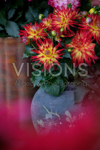 Dahlia LaBella® Dahlia LaBella®