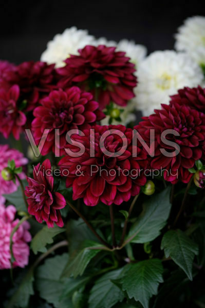 Dahlia LaBella® Grande red Dahlia LaBella® Grande red
