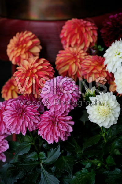Dahlia LaBella® Grande mixed Dahlia LaBella® Grande mixed