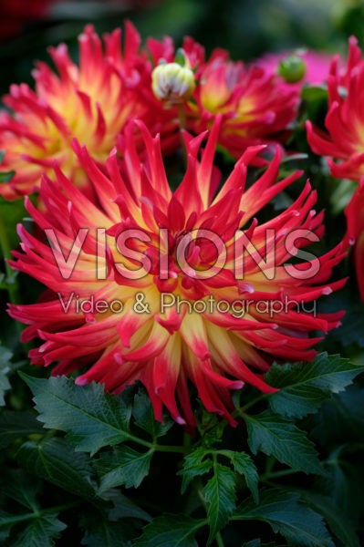 Dahlia LaBella® Maggiore Fire Dahlia LaBella® Maggiore Fire