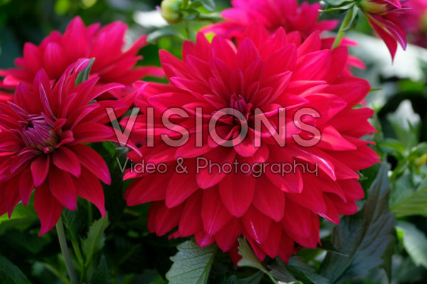 Dahlia LaBella® Maggiore