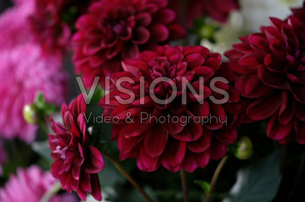 Dahlia LaBella® Grande Dahlia LaBella® Grande