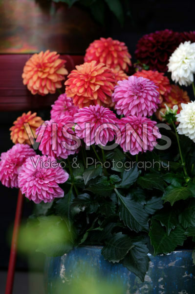 Dahlia LaBella® Grande gemengd