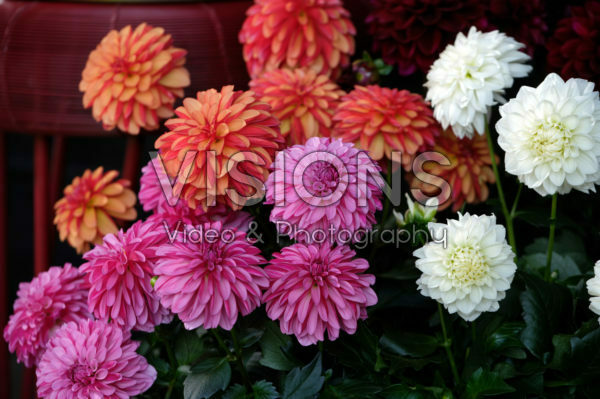 Dahlia LaBella® Grande collection