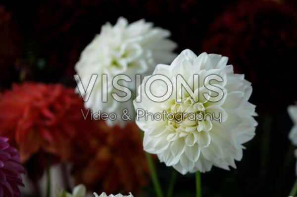 Dahlia LaBella® Grande Dahlia LaBella® Grande