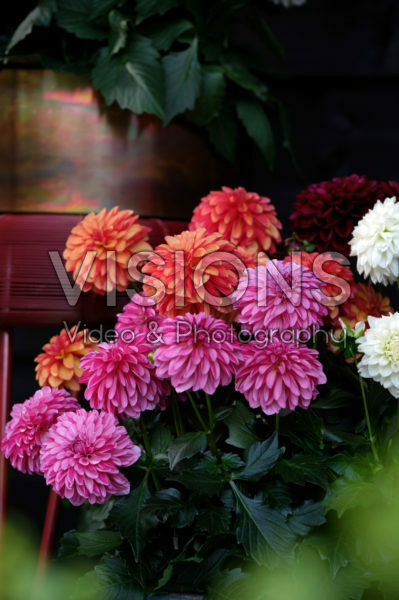 Dahlia LaBella® Grande gemengd Dahlia LaBella® Grande gemengd