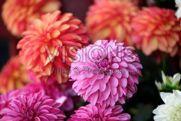 Dahlia LaBella® Grande mixed Dahlia LaBella® Grande mixed