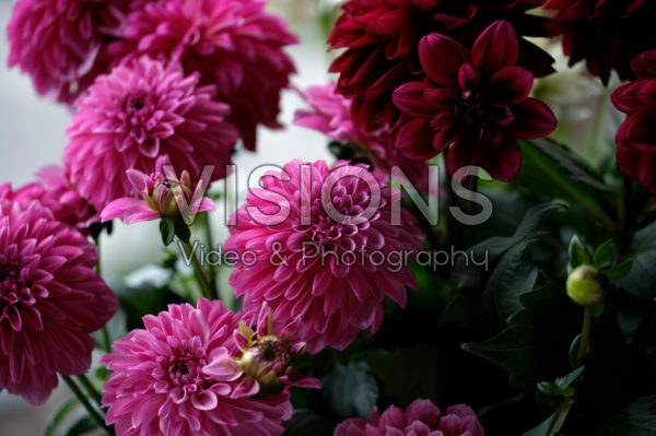 Dahlia LaBella® Grande mixed Dahlia LaBella® Grande mixed