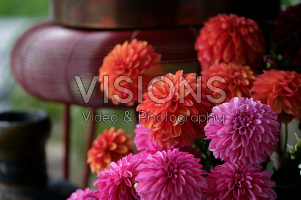 Dahlia LaBella® Grande gemengd Dahlia LaBella® Grande gemengd